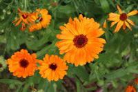 Sharklated Magic Blumensamen Dry-verträglich einjährig Pflanzen