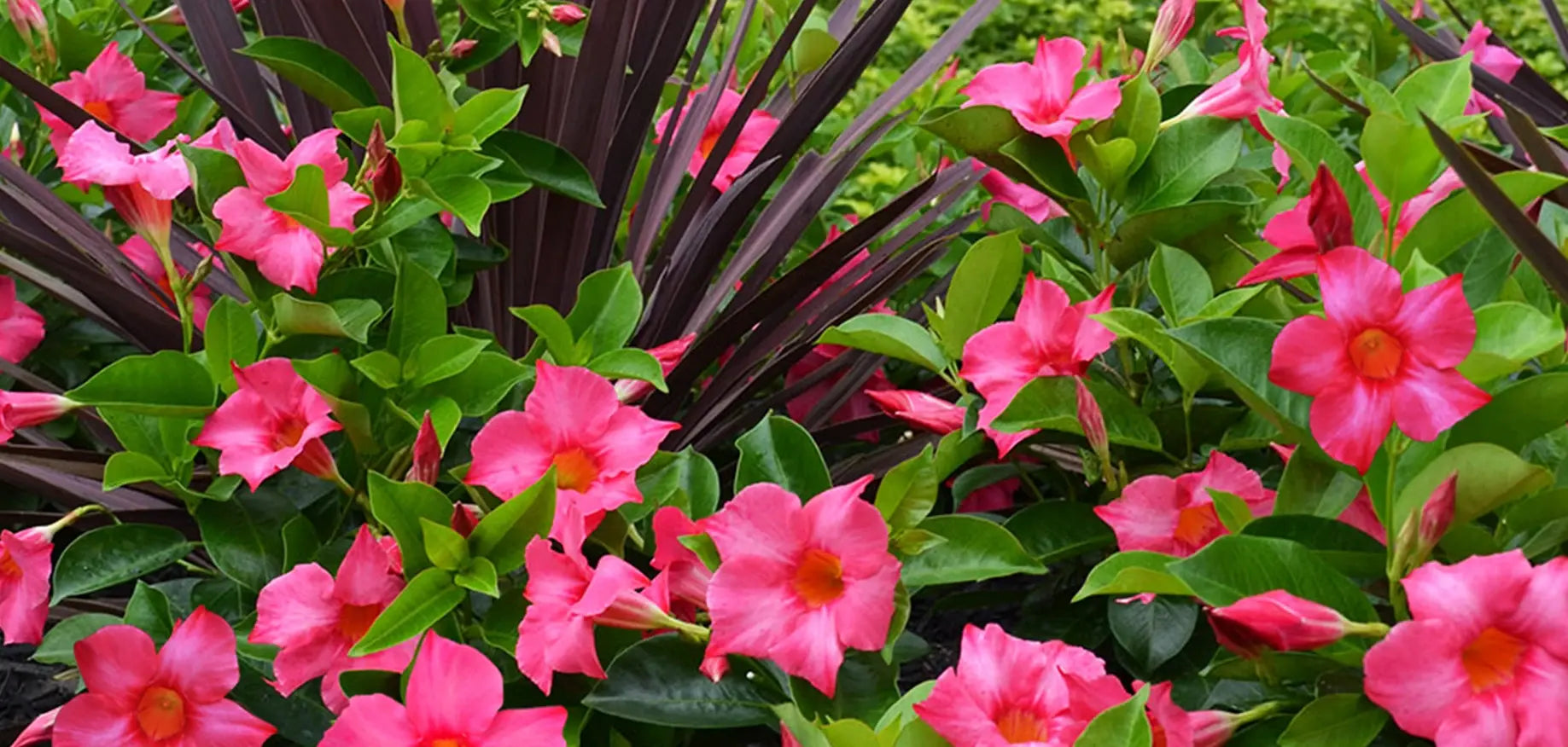 Dipladenia Blumensamen zur Aussaat – Bestäuber freundlich – Traditionssorte & ohne Gentechnik Samen Hausgarten