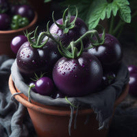 Ripe schwarze and blue tomatoes on the vine