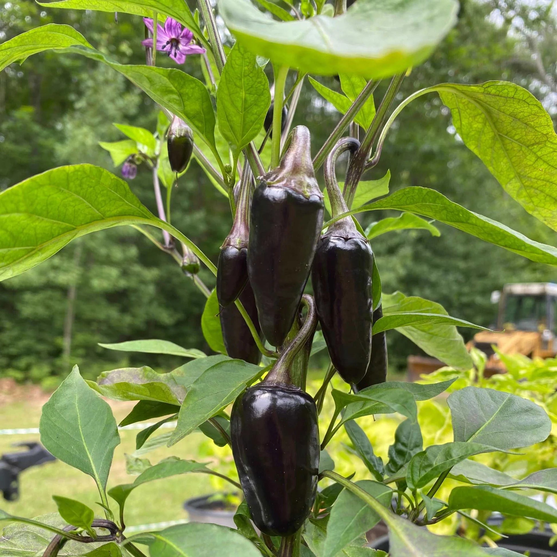 Medium-sized schwarze hungarian peppers ready für harvest