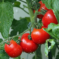 Ripe cherry tomatoes ready für harvest