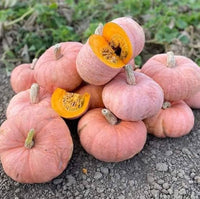 Ripe pink pumpkins in the garten