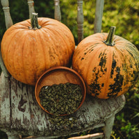 Ripe cucurbita pepo pumpkins ready für harvest