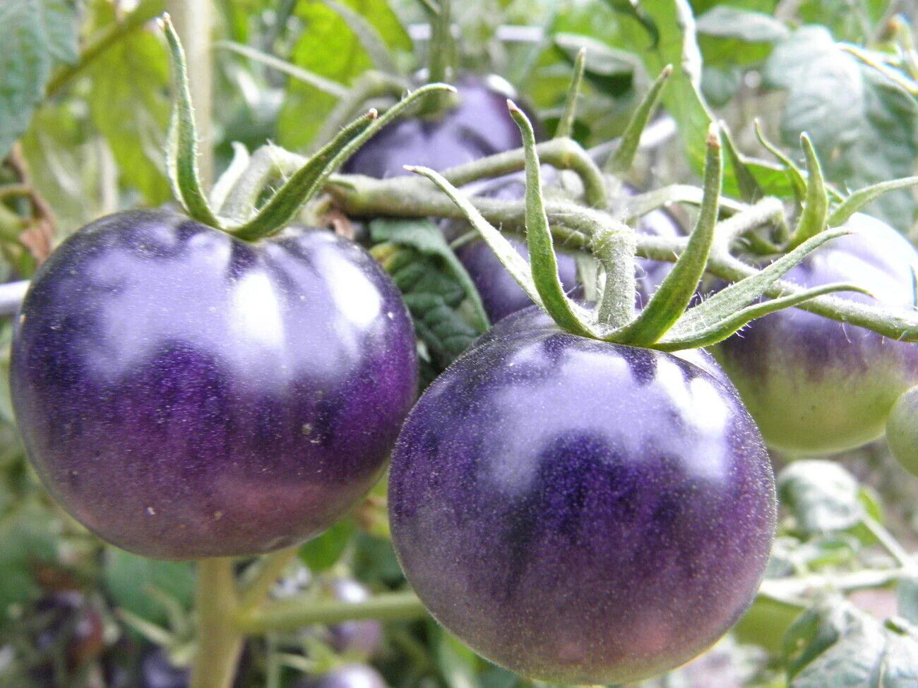 Ripe lila tomatoes in garten