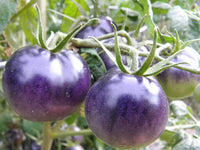Ripe lila tomatoes in garten