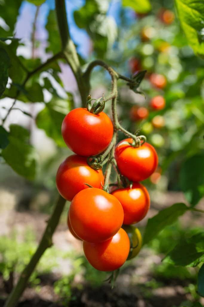 Ripe tomato fruits ready für harvest