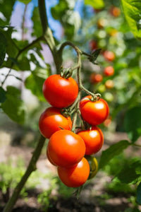Ripe tomato fruits ready für harvest