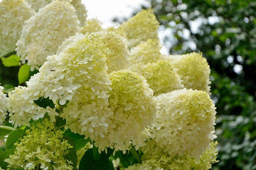 hell Gelb Hortensie Blumensamen zur Aussaat – Schnitt Blume beliebt – Traditionssorte & ohne Gentechnik Samen Hausgarten