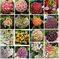 mehrfarbig Hoya Blumensamen zur Aussaat Halbschatten verträglich Traditionssorte & ohne Gentechnik Samen Hausgarten
