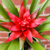 Bordeaux Bromeliad Blumensamen zur Aussaat leuchtend Traditionssorte & ohne Gentechnik Samen Hausgarten