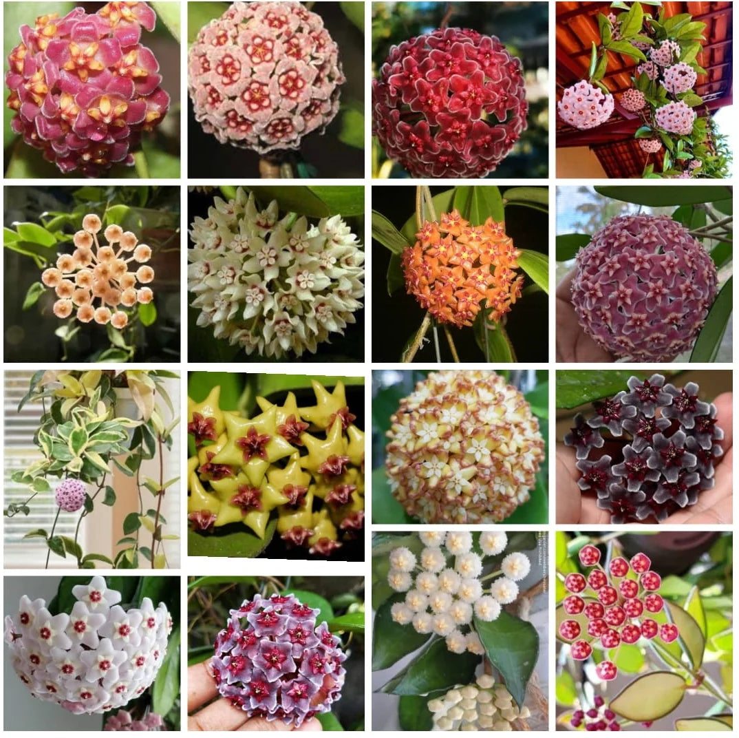 exotisch Hoya Blumensamen zur Aussaat – Grün & Kastanienrot Varieties