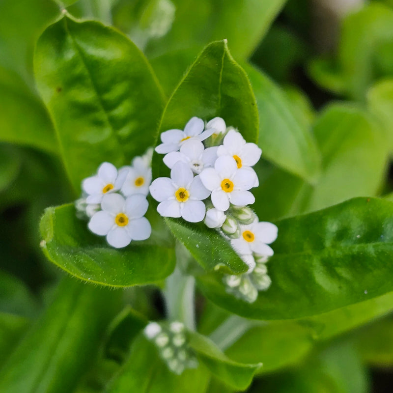 Myosotis Alpestris Blumensamen zur Aussaat – Wildblume Mischung Traditionssorte & ohne Gentechnik Samen Hausgarten