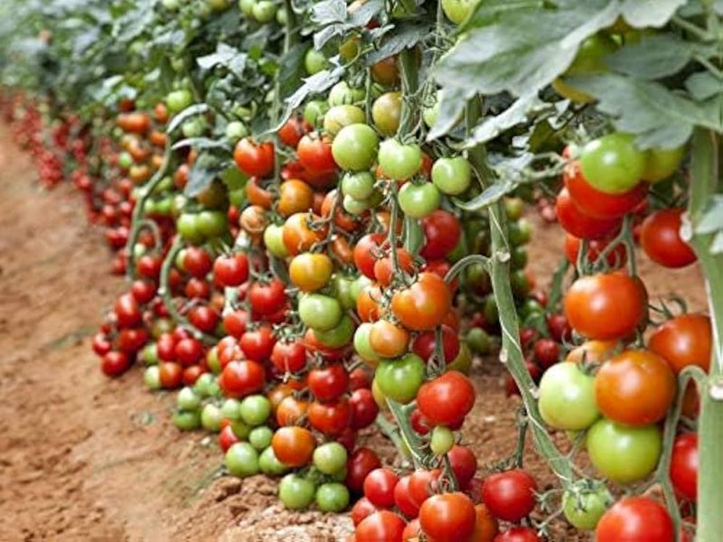 Robin tomato samen für aussaat non-gmo variety