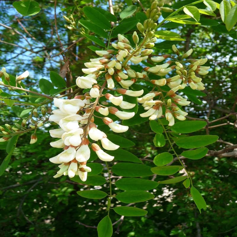 Robinia blume samen for anpflanzung