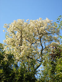 Pseudoacacia Blumensamen zur Aussaat Landhaus Garten wichtig Traditionssorte & ohne Gentechnik Samen Hausgarten