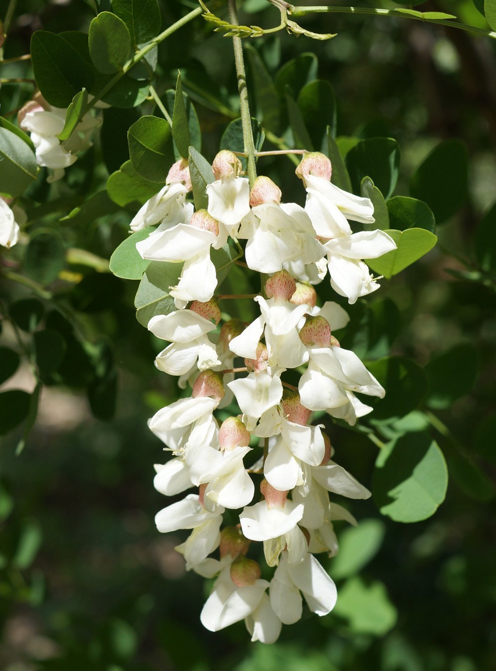 Jung robinia seedlings wachsend in soil