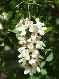 Jung robinia seedlings wachsend in soil