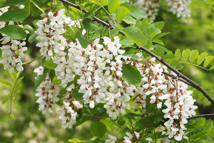 Robinia tree adding elegance to garten landscape