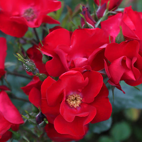 Rot Rugrose Rose Blume Samen zur Aussaat
