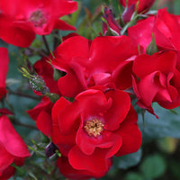 Rot Rugrose Rose Blume Samen zur Aussaat