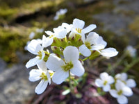 Weiß rock cress wachsend along garten borders