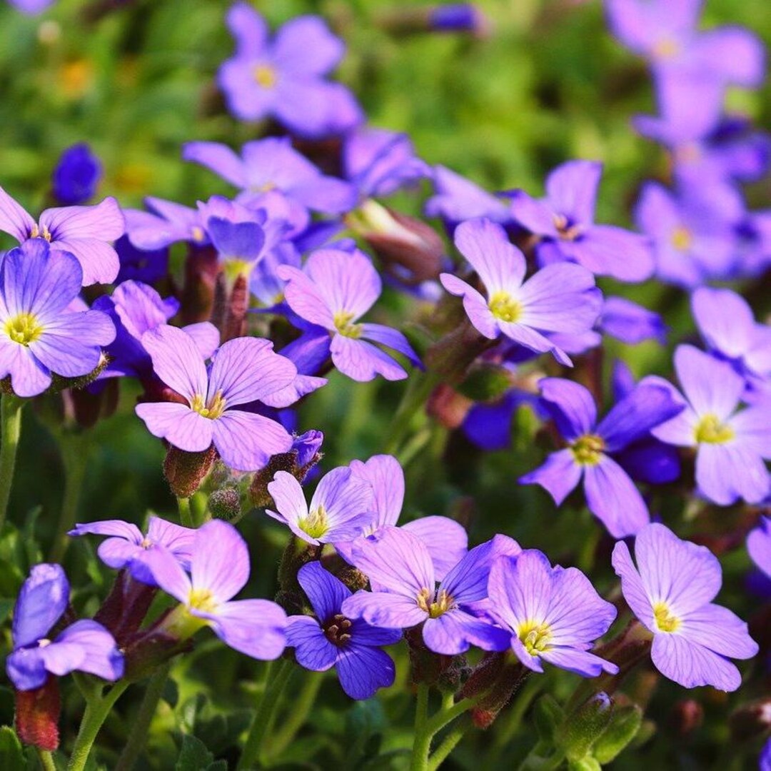 Close-up of rock cress multi-colored petals