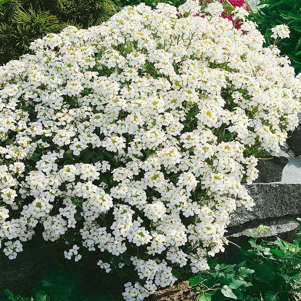 Close-up of weiß rock cress blossoms