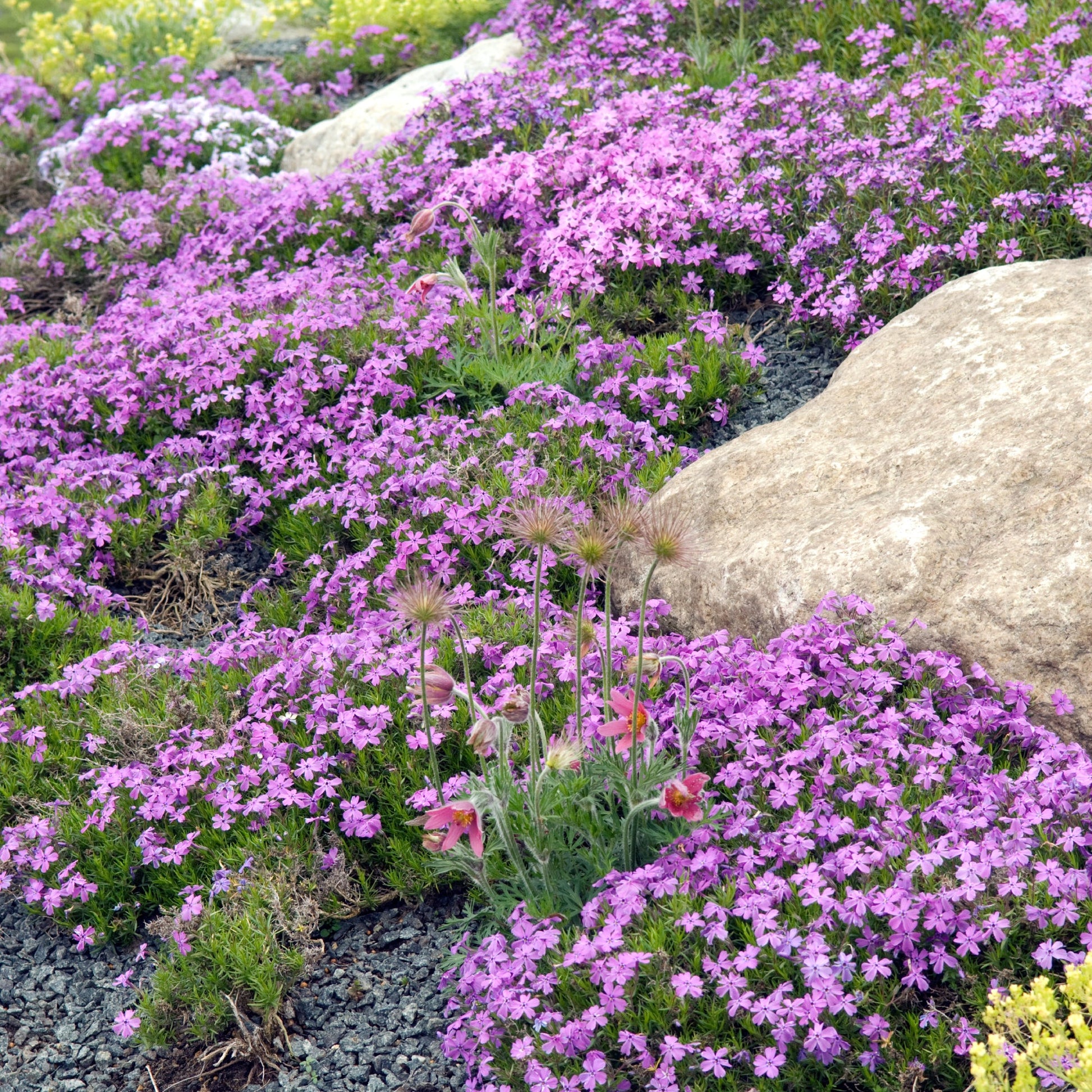 Close-up of vibrant rock cress blumen
