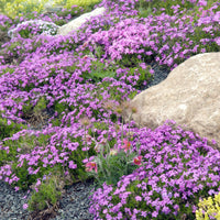Close-up of vibrant rock cress blumen