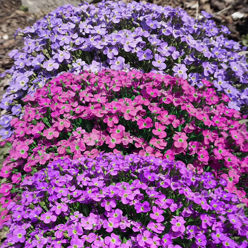 Rock cress blume samen for anpflanzung