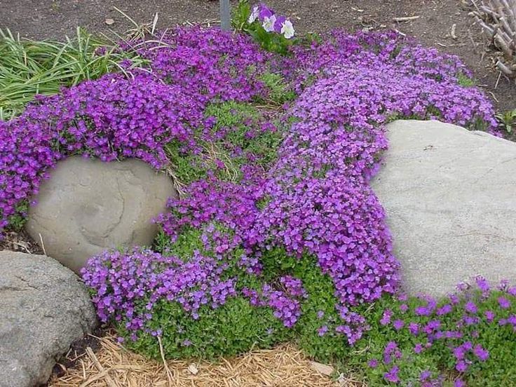 Violet rock cress wachsend along a garten border