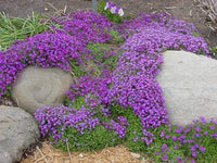 Violet rock cress wachsend along a garten border