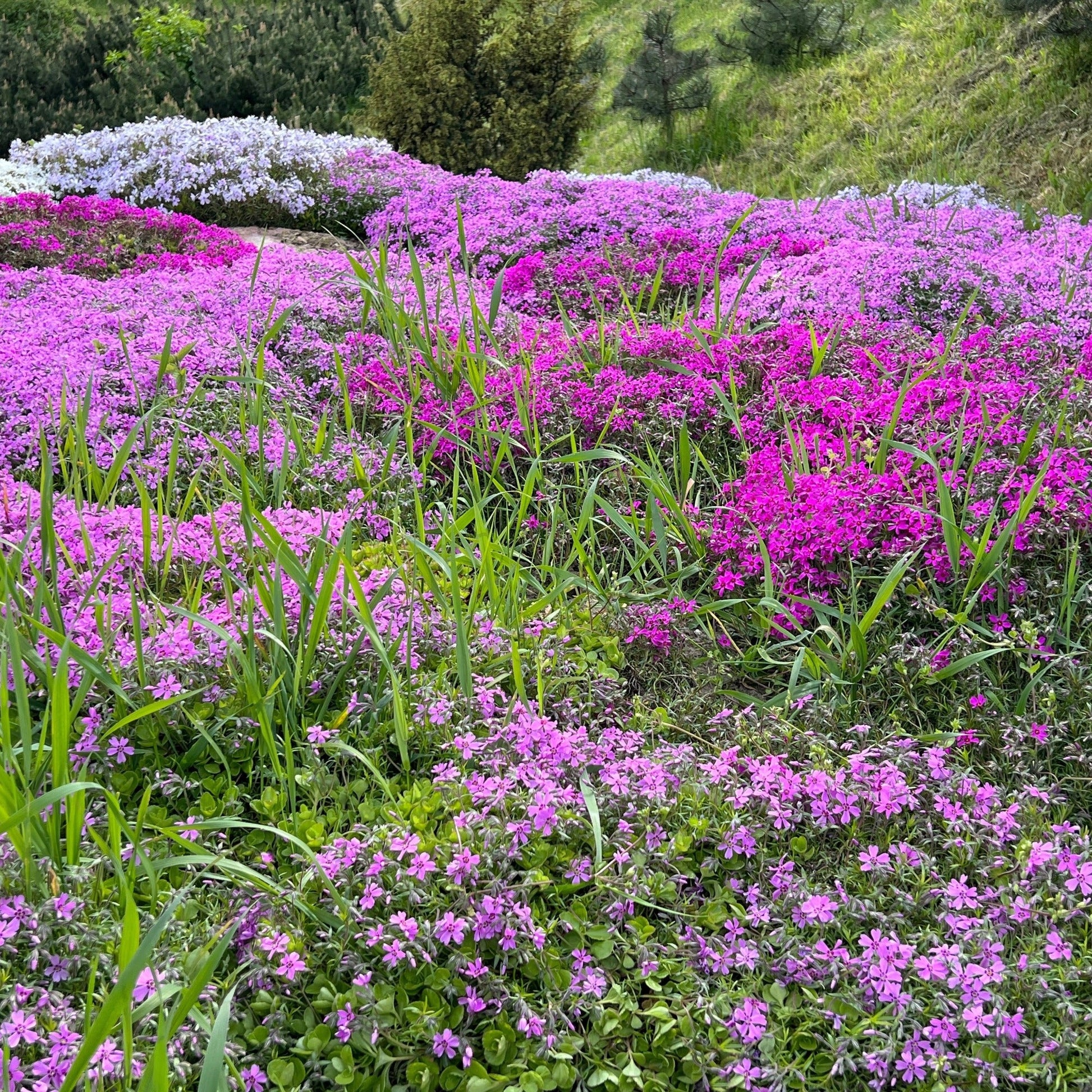 Rock-cress-ground-cover