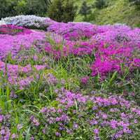 Rock-cress-ground-cover