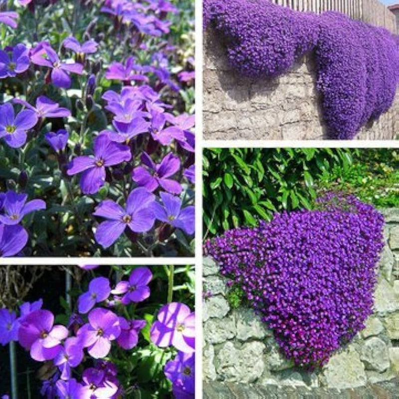Rock cress ground cover in landscape