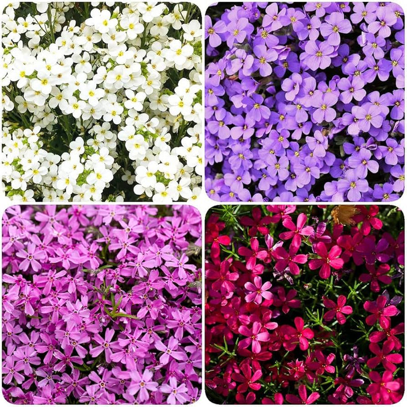 Rock cress blume samen multi colour for anpflanzung