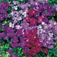 Close-up of vivid rot rock cress blumen in full bloom