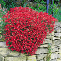 Rock cress rot blume samen for rock gardens