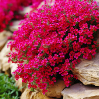 Rock cress seedlings keimend in töpfen