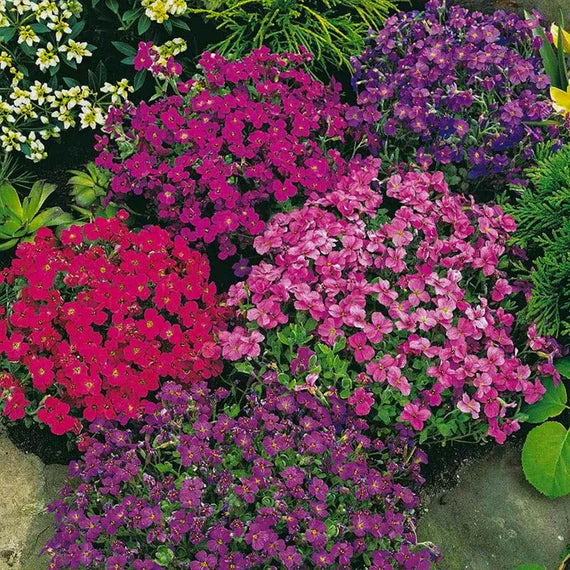 Rock cress samen for anpflanzung bright rot garten blumen