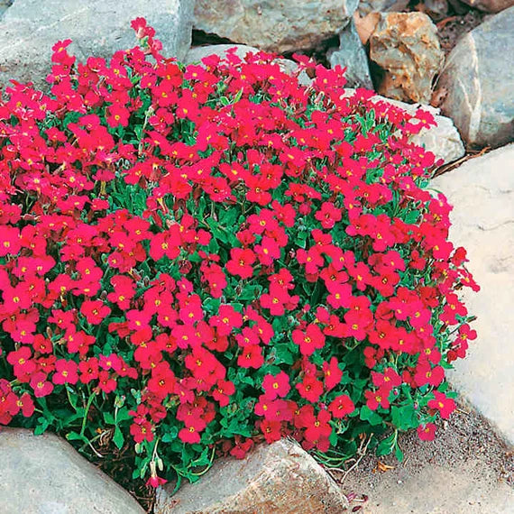 Rock cress rot aubrieta samen for vibrant garten anpflanzung