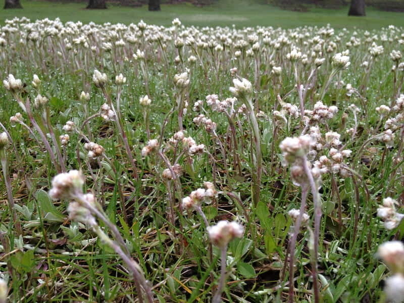 Antennaria neglecta wachsend in rock garten