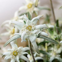 Edelweiss blumen in rock garten
