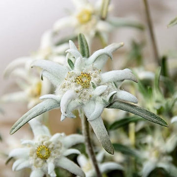 Edelweiss blumen in rock garten