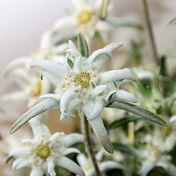 Edelweiss blumen in rock garten