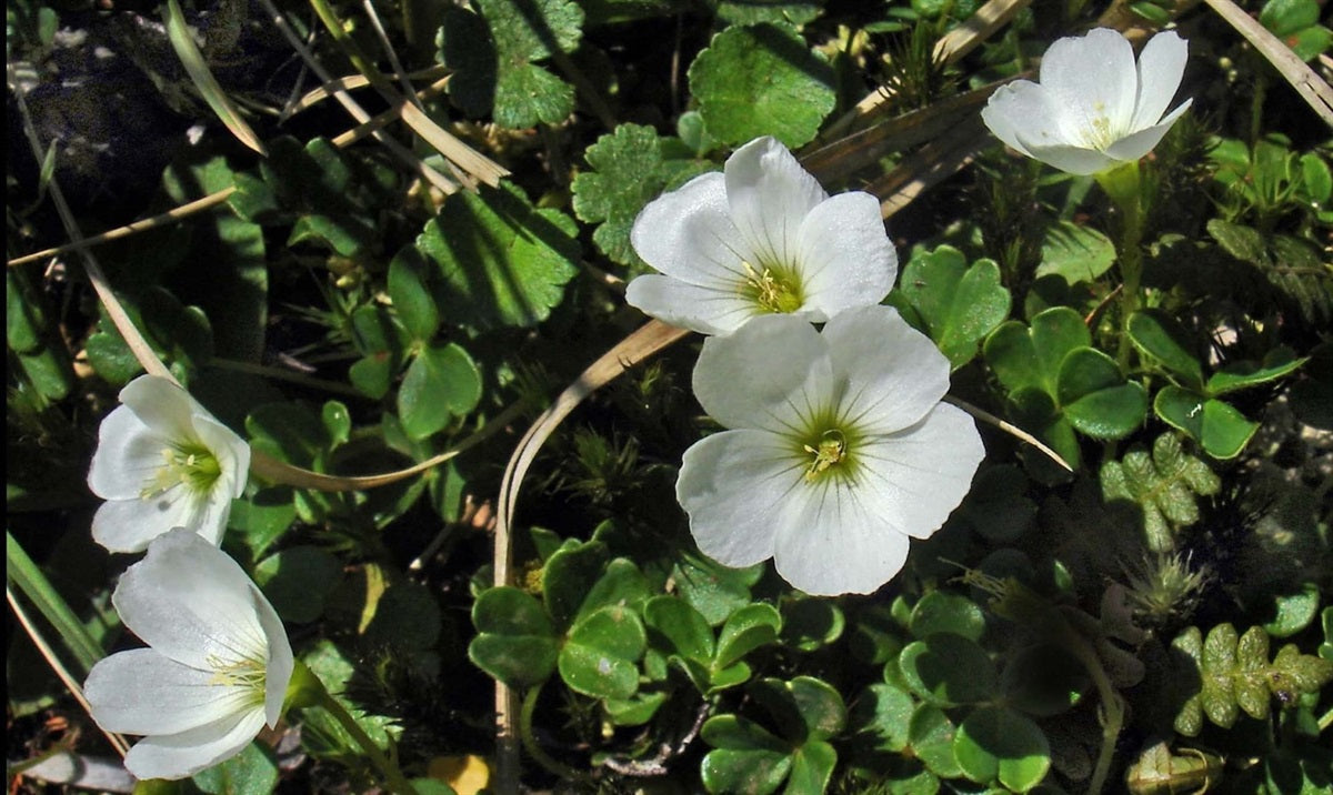 Weiß oxalis laciniata blumen in rock garten