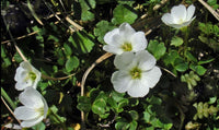 Weiß oxalis laciniata blumen in rock garten