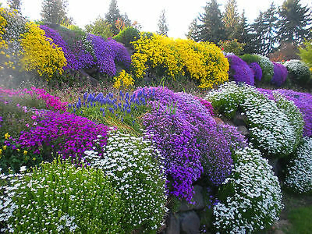 Close-up of rockery pflanze blumen in mixed colors