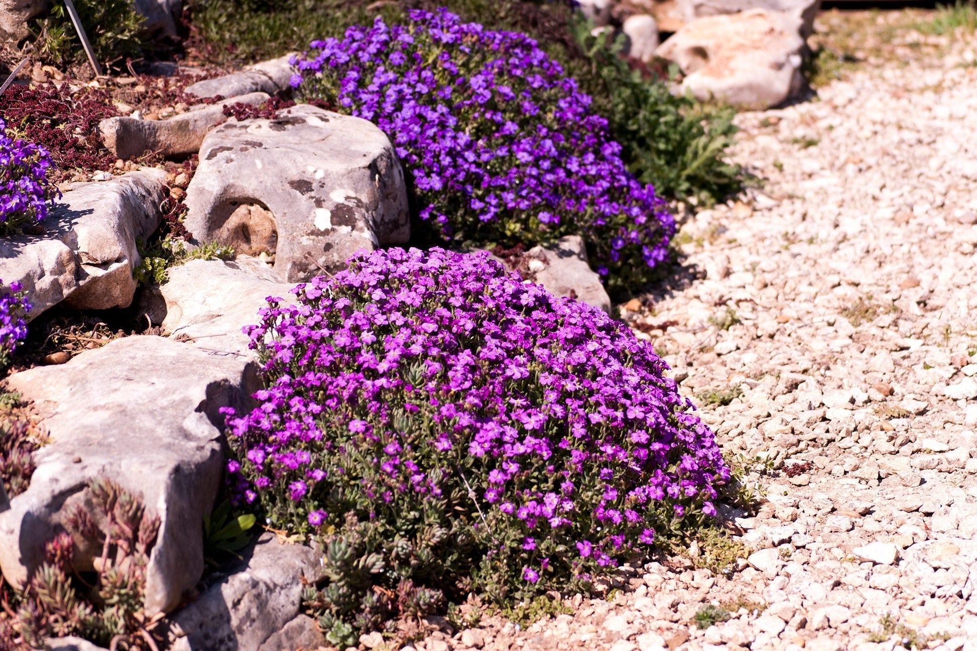 Rockery blume pflanzen enhancing a rock garten design