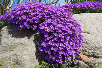 Rockery pflanze blume samen for unique garten anpflanzung